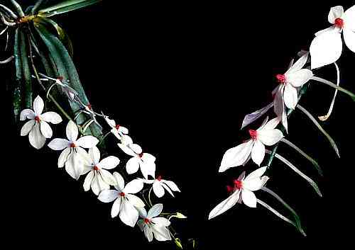 Aerangis luteo-alba var. rhodosticta